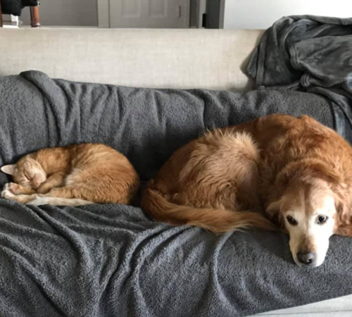 max murphy dogs working from home