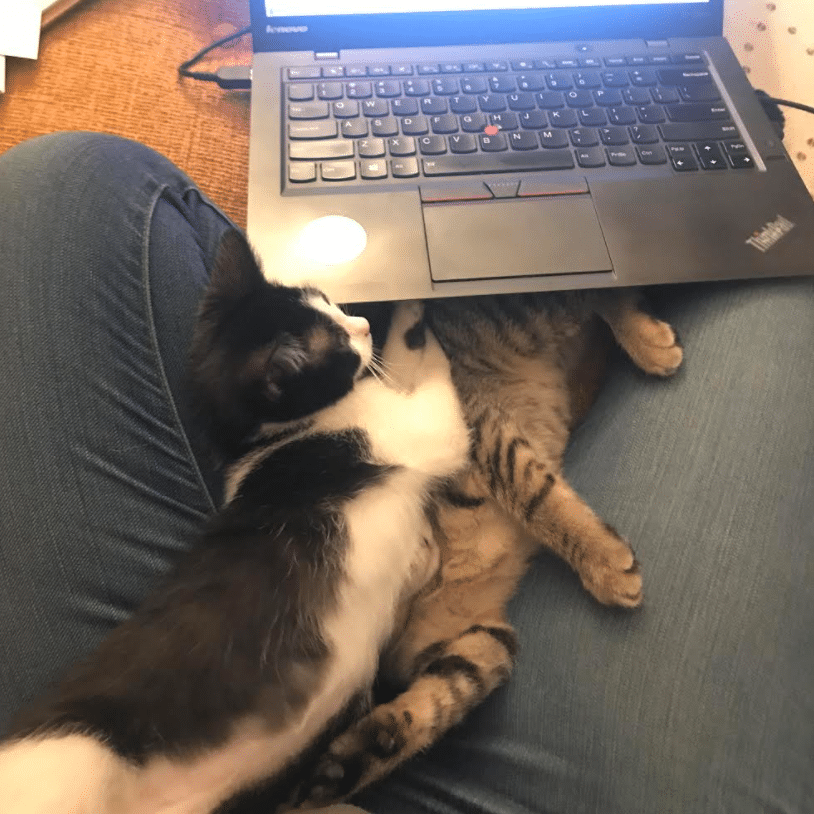 mick stevie pets working from home