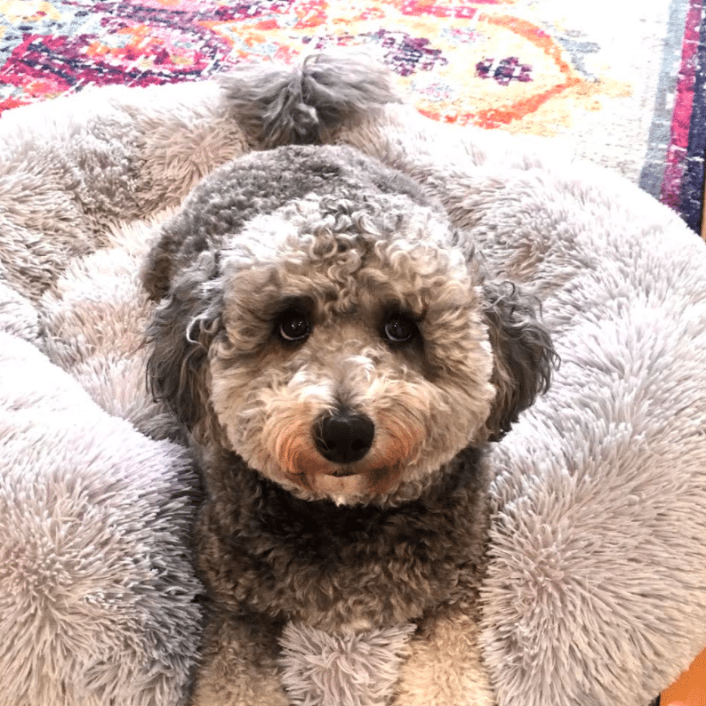 minne pets working from home
