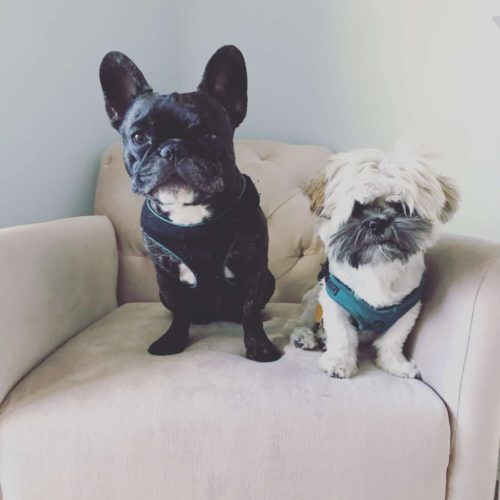 new dog tips hoboken girl