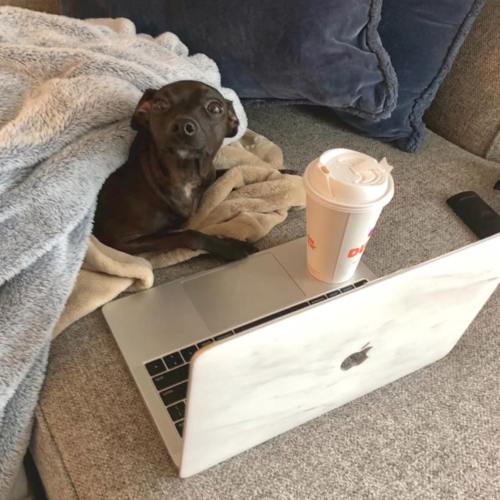 olive pets working from home