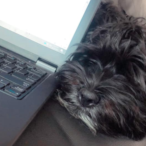ollie pets working from home