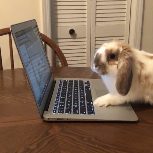 pancakes bunny working from home