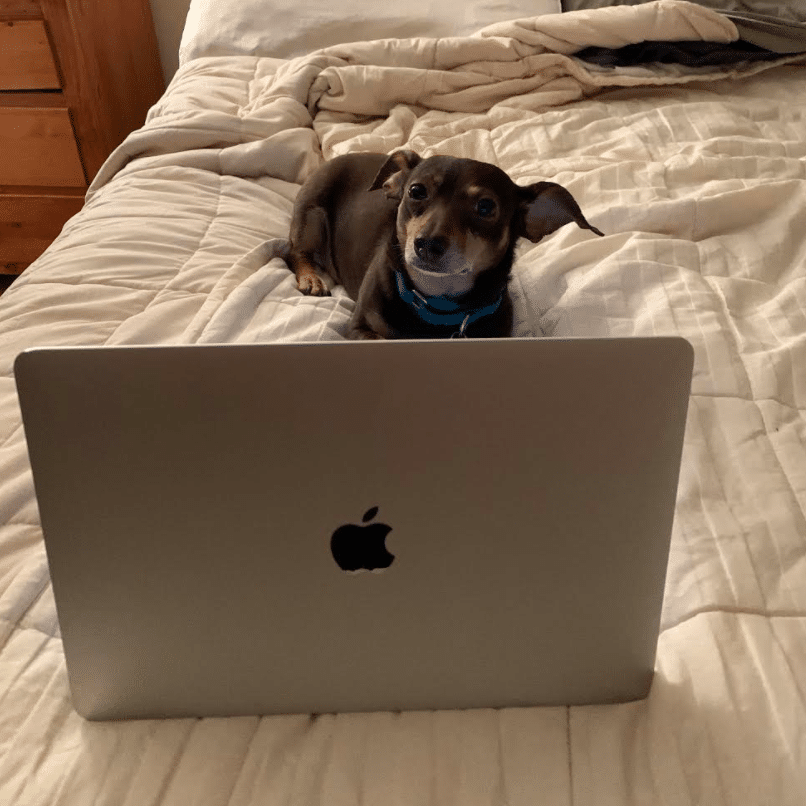 peanut pets working from home