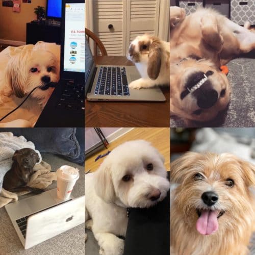 pets working from home hoboken jersey city
