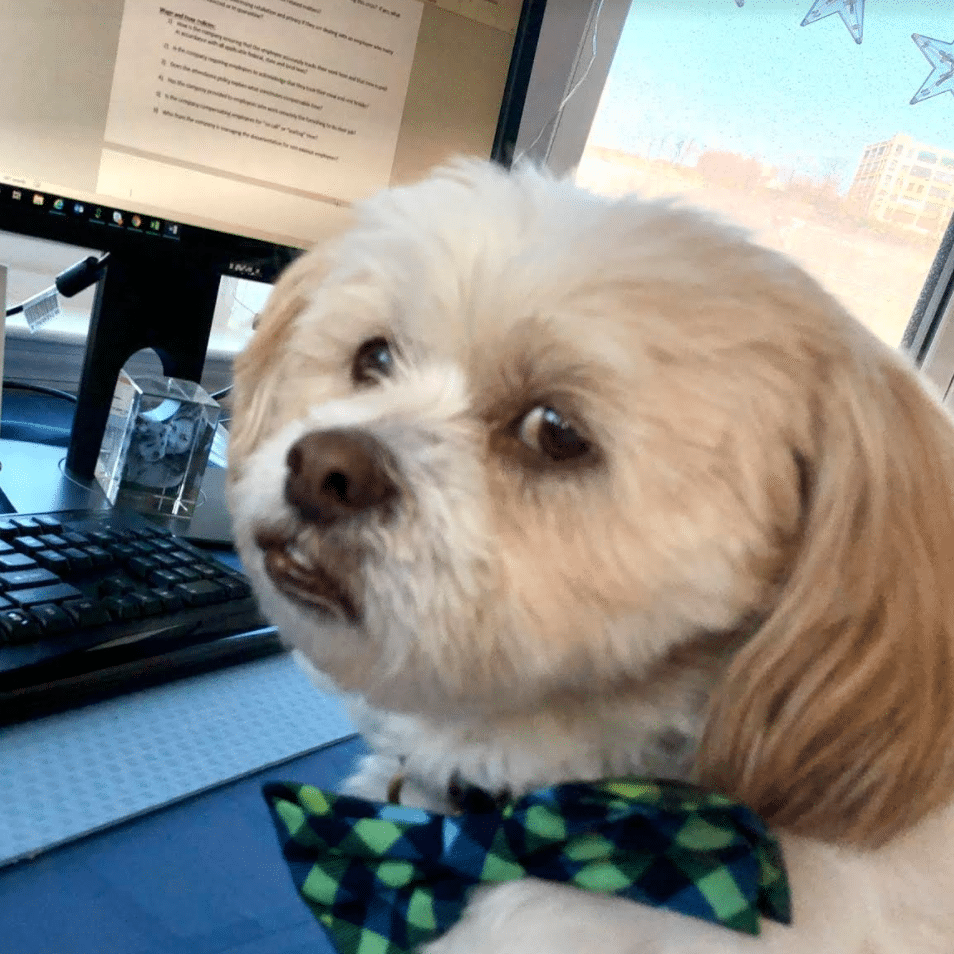 sammy pets working from home