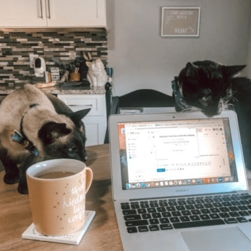 socks george pets working from home