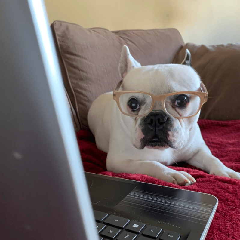 sofia pets working from home