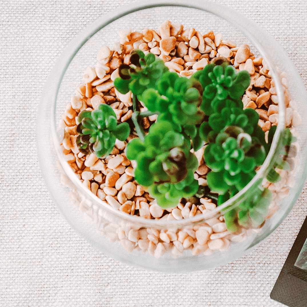 terranium diy project