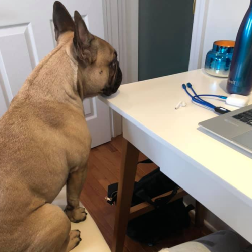 winston dog working from home