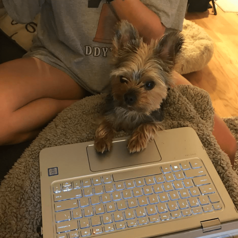 winston pets working from home