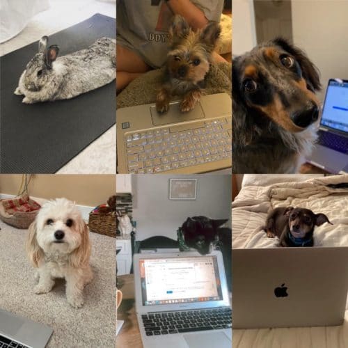 working from home pets hoboken jersey city
