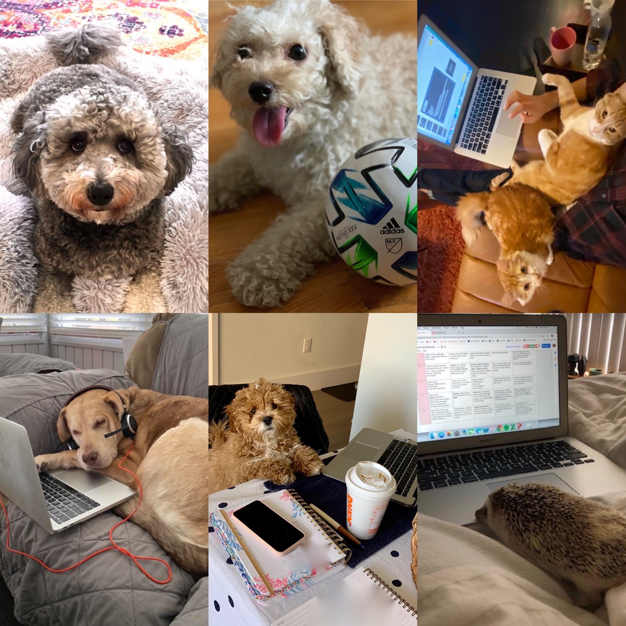 working from home pets hoboken jersey city