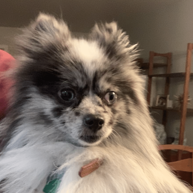 Meet Charlie: This Adorable Pomeranian is Looking for His Forever Home -  Hoboken Girl
