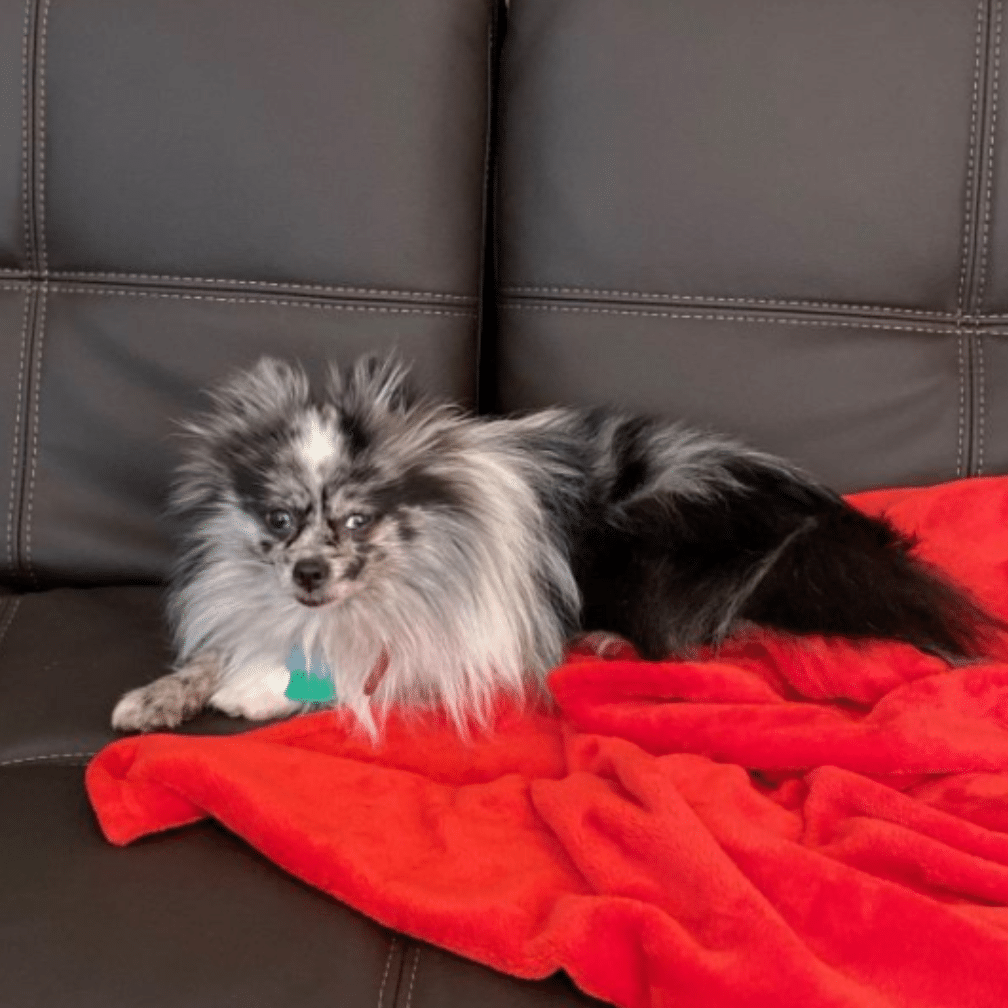 adoptable dog wise animal rescue 3
