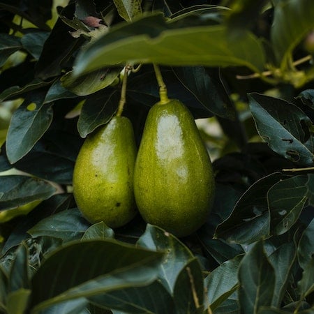 at home vegetables 05