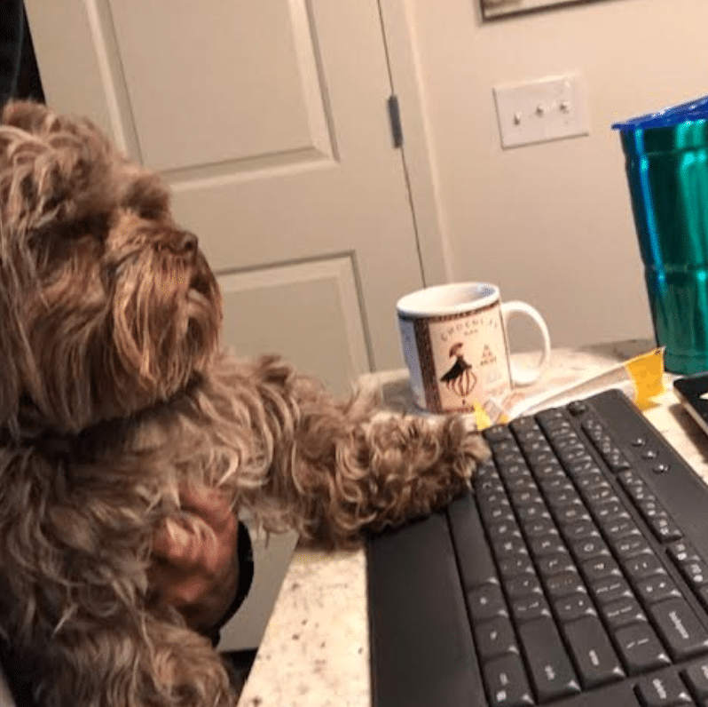 chewy pets working from home