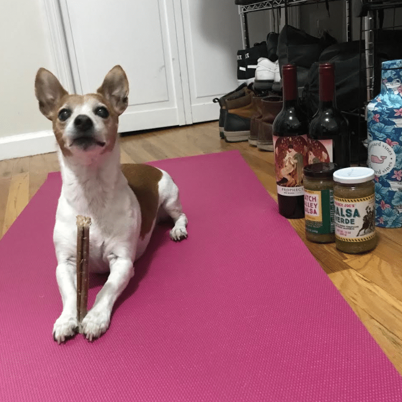 dexter pets working fromhome