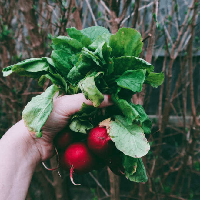 earth day at home celebrations