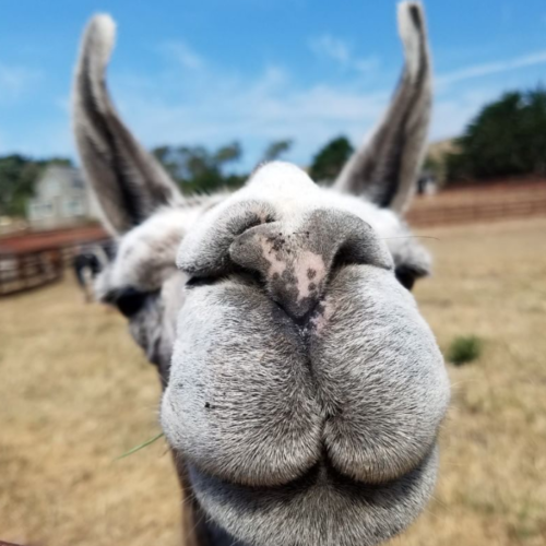 goat 2 meeting working from home