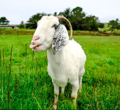 goat goat2meeting