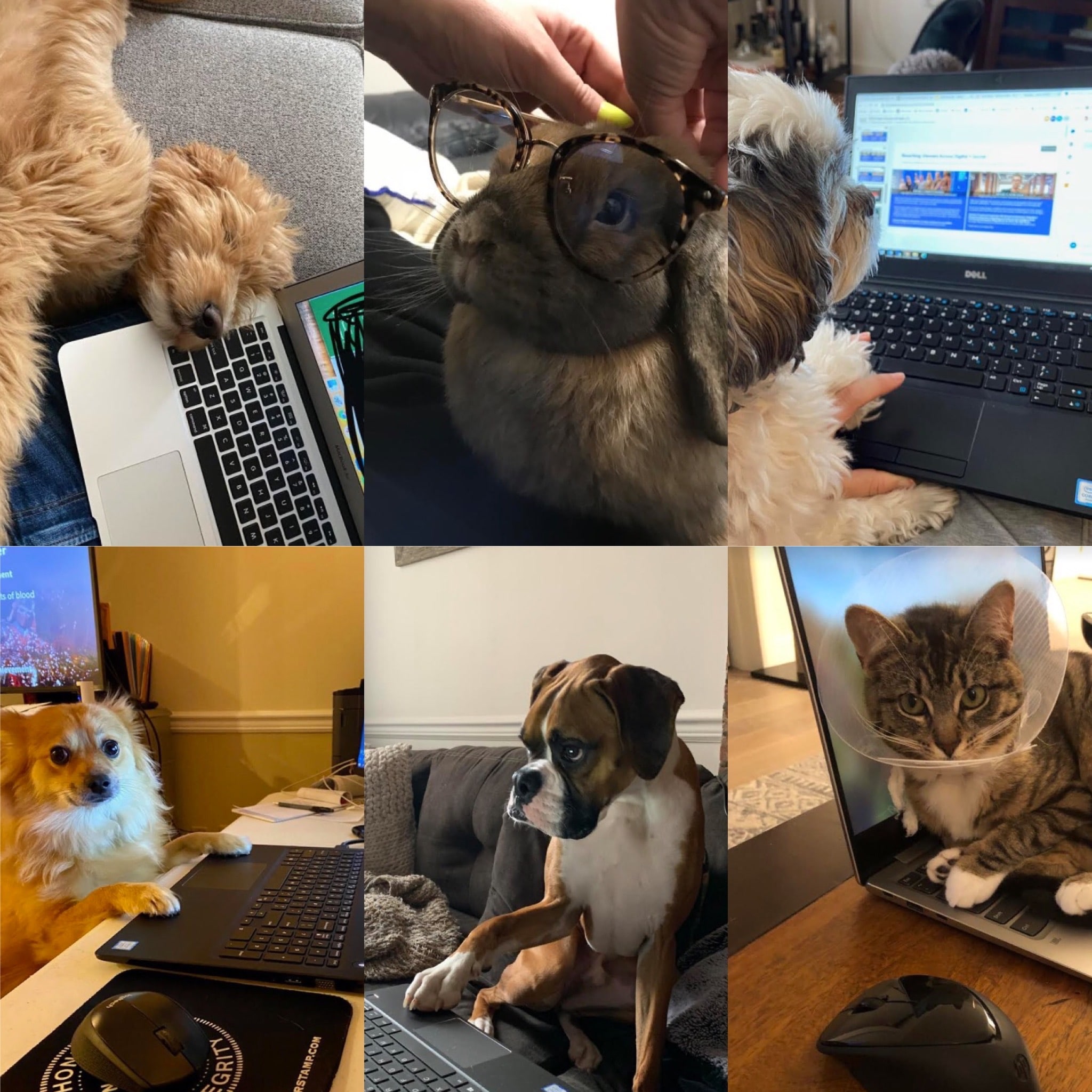 hoboekn jersey city pets working from home