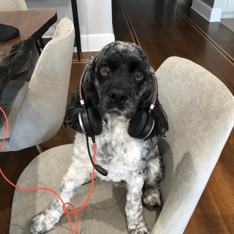 jefferson pets workinig from home
