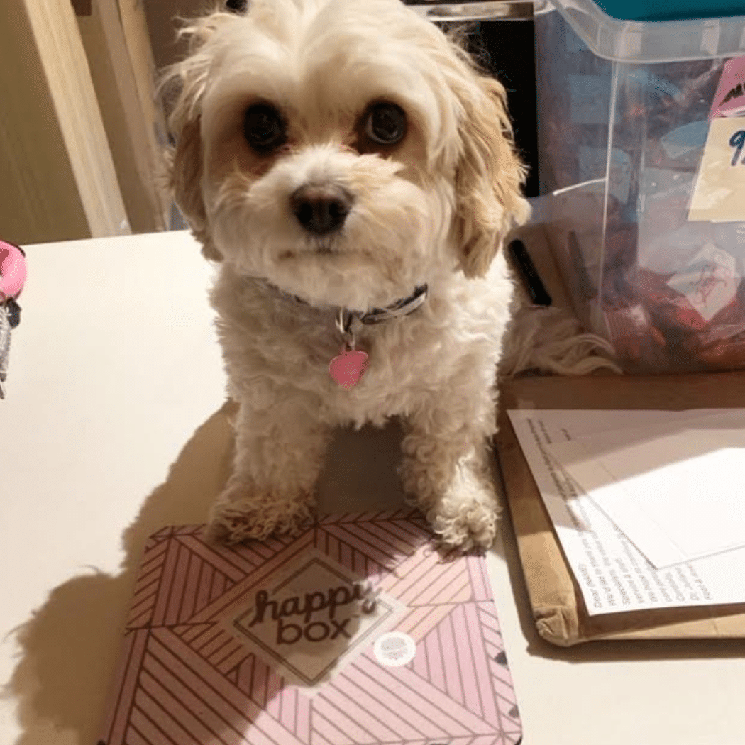 liberty rose pets working from home