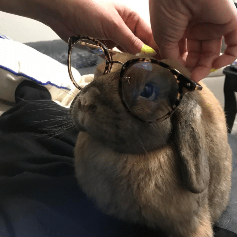 lilo petsworking from home
