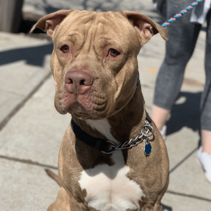 mac adoptable wise animal rescue