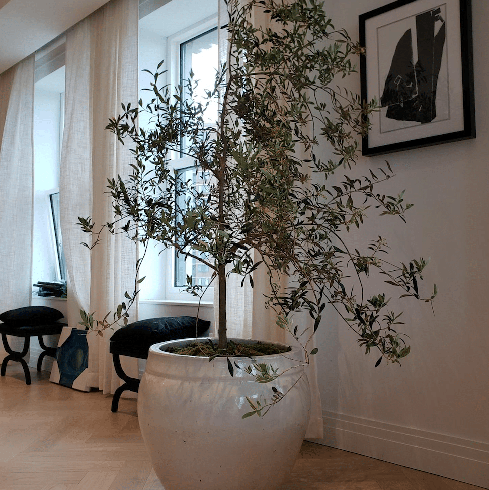 olive tree indoor house plant