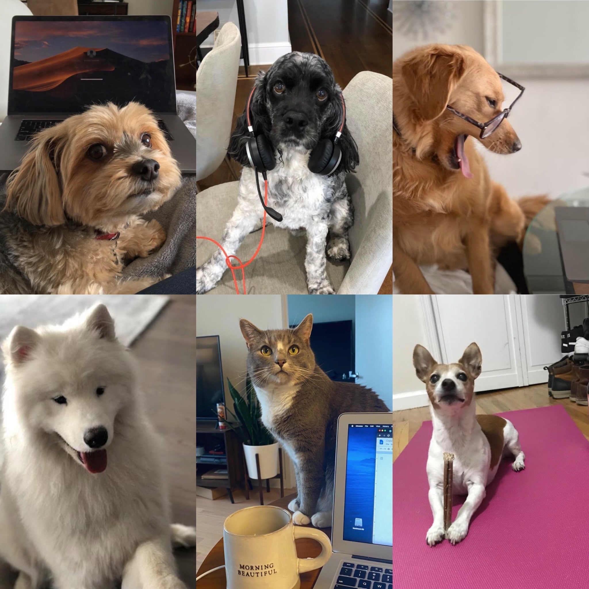 pets working from home hoboken jersey city