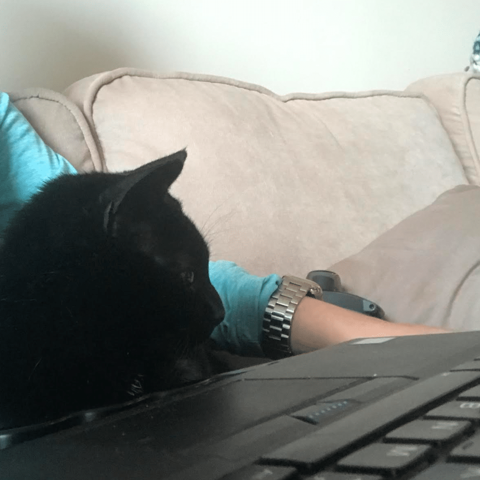 sweep pets working from home
