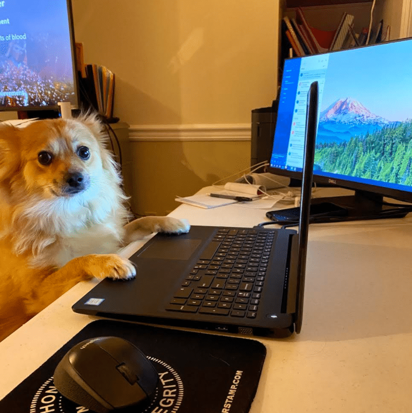 vito pets working from home