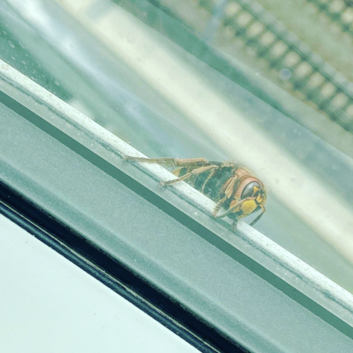 hornet feature