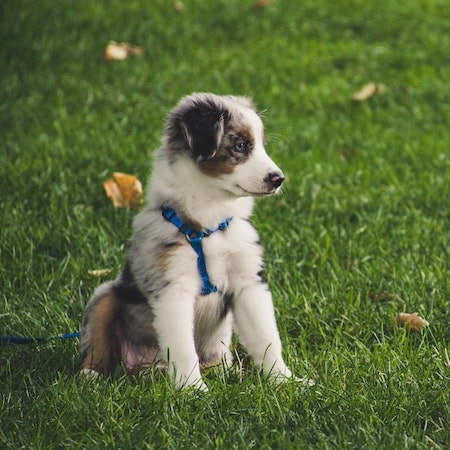 pup 1