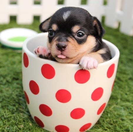 pup 2