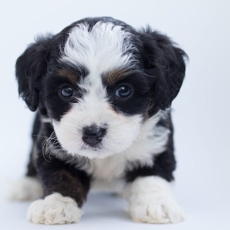 pup 3
