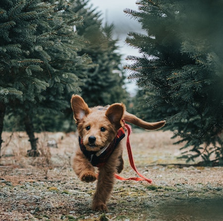pup train