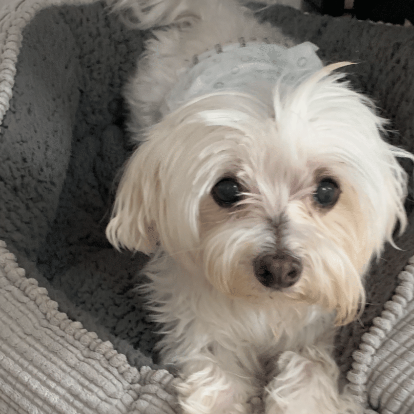 bruno therapy dog hoboken