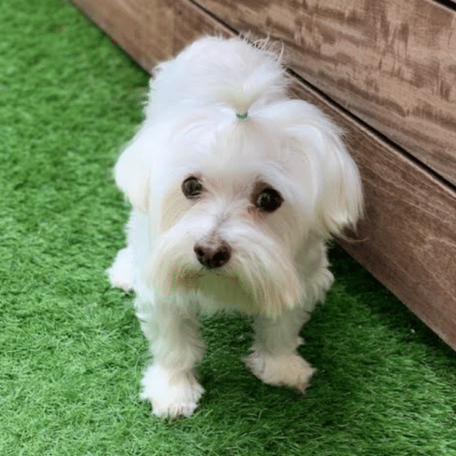bruno therapy dog kids communicate