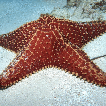 sea smart