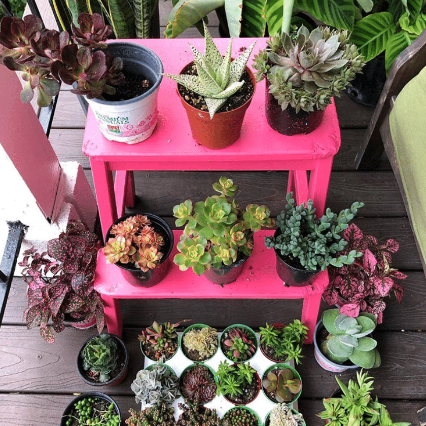 An Update on Shayla, Owner of Ta Planta: Hudson County's 'Plant Aunt' -  Hoboken Girl