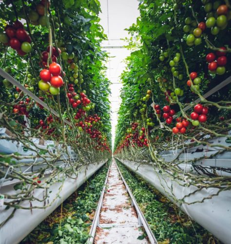 vertical farms jersey city news