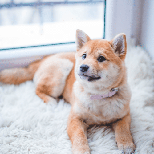 virtual dog trainers hoboken jersey city