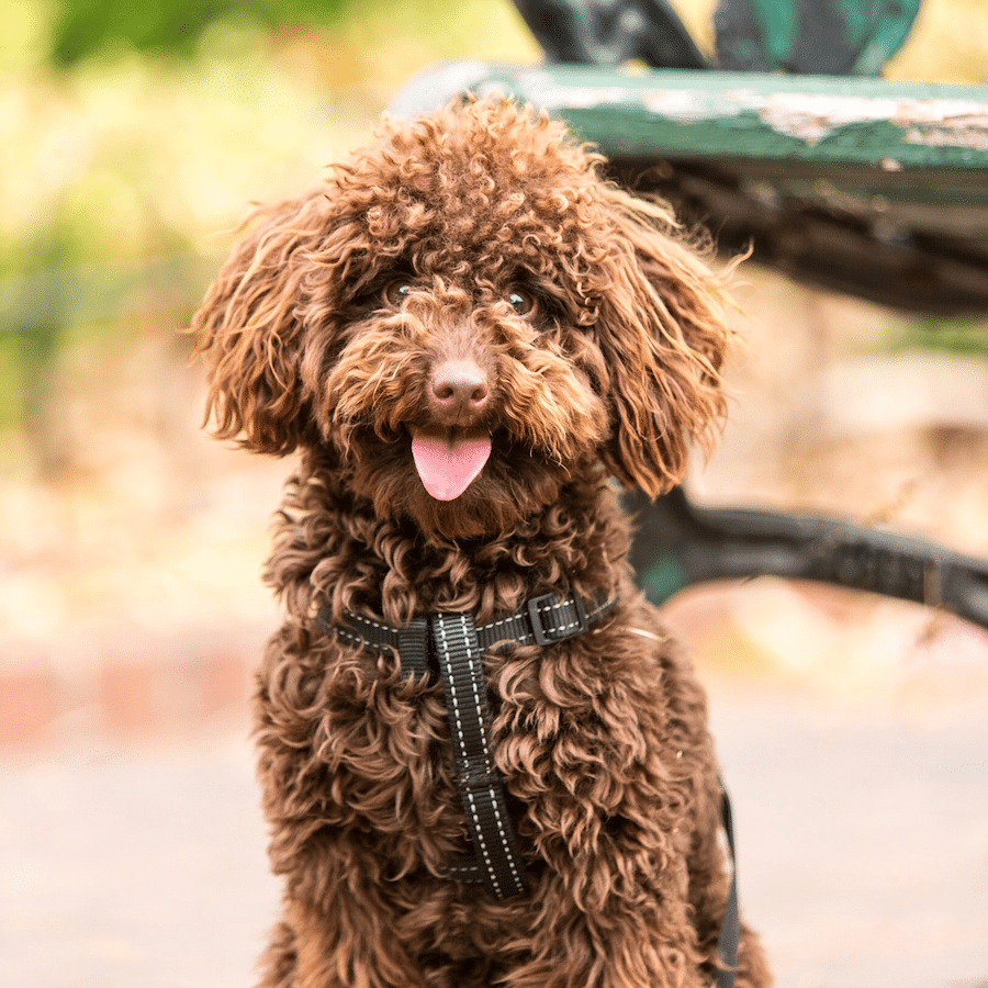 virtual dog training hudson county