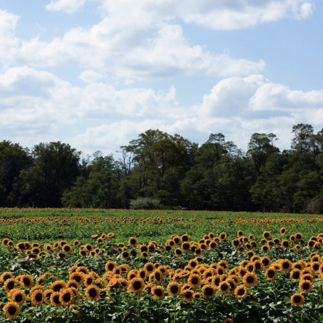 holland ridge farms u pick sunflowers