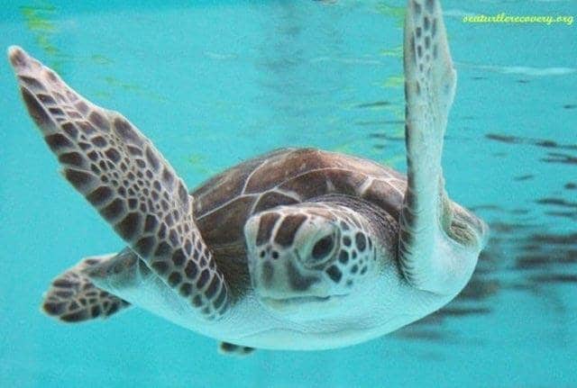 sea turtle recovery aquarium