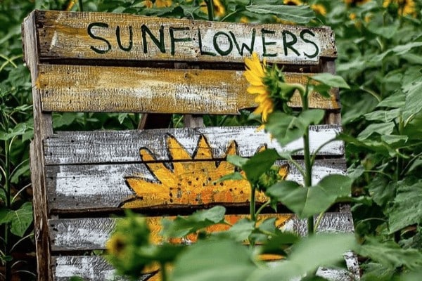 sunflower farms hudson county