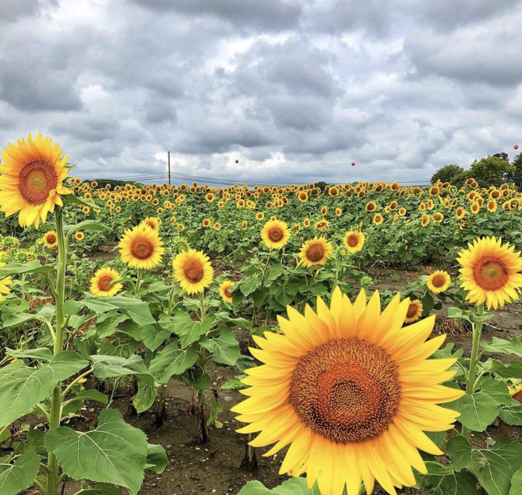 sunflowers field events
